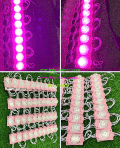 MD-1-BONG-CAO-HONG-WEB MD-1-BONG-CAO-HONG-WEB